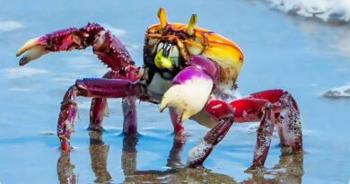 Período de Andada do Caranguejo-uçá – 2026 